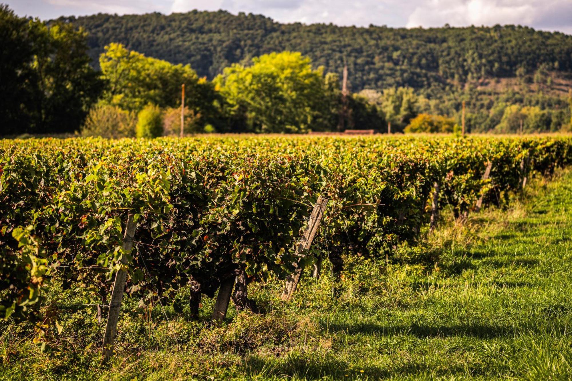 Chateau La Gineste - Castle And Vineyard Duravel Kültér fotó